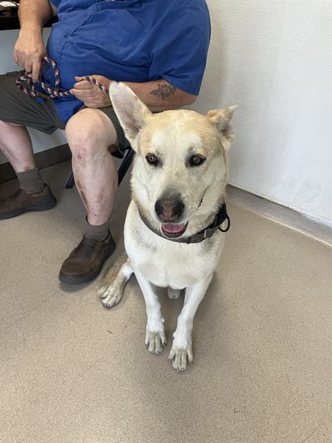 Shelter Stray Male Dog last seen Near BLK CHESTNUT AVE, LONG BEACH, CA 90806, 7700 E Spring St, Long Beach, CA 90815, USA