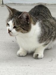 Found/Stray Unknown Cat last seen Near Irving middle school, Maywood, IL 60153