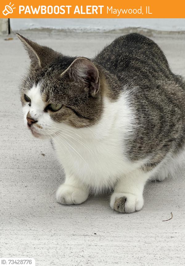 Found/Stray Unknown Cat last seen Near Irving middle school, Maywood, IL 60153