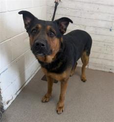 Shelter Stray Male Dog last seen Near BLOCK AGUA MANSA, 333 Chandler Pl, San Bernardino, CA 92408, USA
