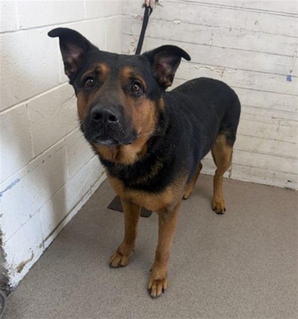 Shelter Stray Male Dog last seen Near BLOCK AGUA MANSA, 333 Chandler Pl, San Bernardino, CA 92408, USA