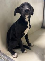 Shelter Stray Female Dog last seen Near BLOCK EL MIRAGE ST, BORON CA 93516, 3951 Fruitvale Ave, Bakersfield, CA 93308, USA