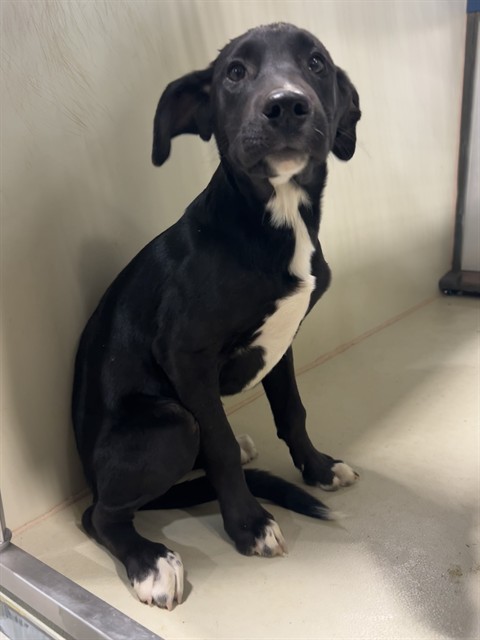 Shelter Stray Female Dog last seen Near BLOCK EL MIRAGE ST, BORON CA 93516, 3951 Fruitvale Ave, Bakersfield, CA 93308, USA