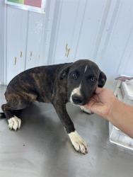 Shelter Stray Female Dog last seen Near BLOCK EL MIRAGE ST, BORON CA 93516, 3951 Fruitvale Ave, Bakersfield, CA 93308, USA