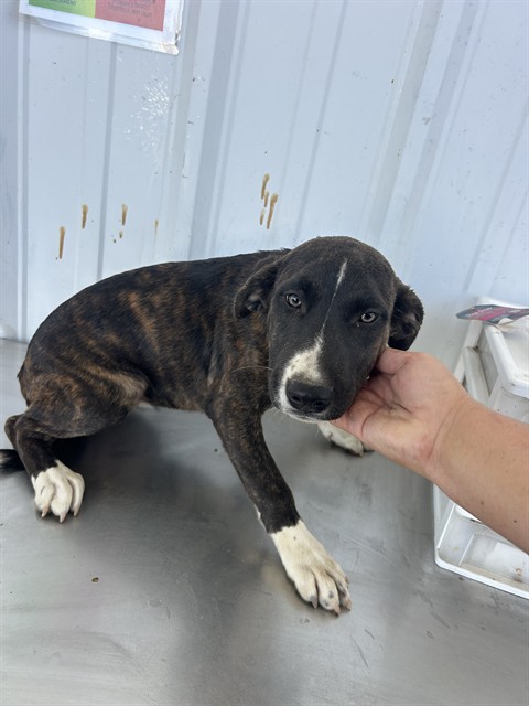 Shelter Stray Female Dog last seen Near BLOCK EL MIRAGE ST, BORON CA 93516, 3951 Fruitvale Ave, Bakersfield, CA 93308, USA