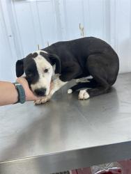 Shelter Stray Female Dog last seen Near BLOCK EL MIRAGE ST, BORON CA 93516, 3951 Fruitvale Ave, Bakersfield, CA 93308, USA