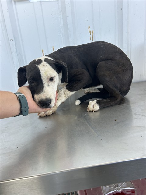 Shelter Stray Female Dog last seen Near BLOCK EL MIRAGE ST, BORON CA 93516, 3951 Fruitvale Ave, Bakersfield, CA 93308, USA