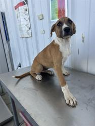Shelter Stray Male Dog last seen Near BLOCK EL MIRAGE ST, BORON CA 93516, 3951 Fruitvale Ave, Bakersfield, CA 93308, USA