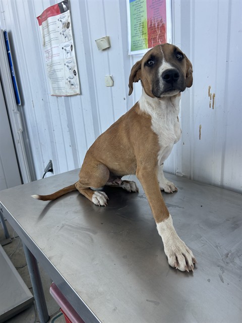 Shelter Stray Male Dog last seen Near BLOCK EL MIRAGE ST, BORON CA 93516, 3951 Fruitvale Ave, Bakersfield, CA 93308, USA