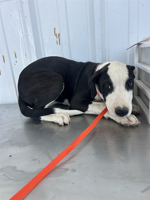 Shelter Stray Female Dog last seen Near BLOCK EL MIRAGE ST, BORON CA 93516, 3951 Fruitvale Ave, Bakersfield, CA 93308, USA