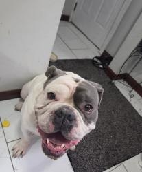 Reunited Male Dog last seen White bear av, Saint Paul, MN 55106