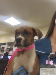 Shelter Stray Male Dog last seen ACACIA AND DARTMOUTH, 581 S Grand Ave, San Jacinto, CA 92582, USA