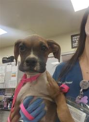 Shelter Stray Male Dog last seen ACACIA AND DARTMOUTH, 581 S Grand Ave, San Jacinto, CA 92582, USA