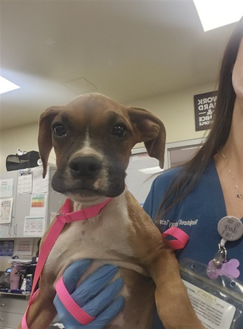Shelter Stray Male Dog last seen ACACIA AND DARTMOUTH, 581 S Grand Ave, San Jacinto, CA 92582, USA