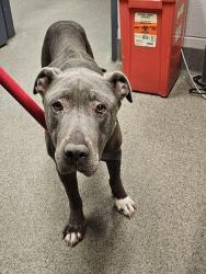 Shelter Stray Male Dog last seen Near BLOCK CLYDESDALE LN, 4950 SW Triana Blvd, Huntsville, AL 35805, USA