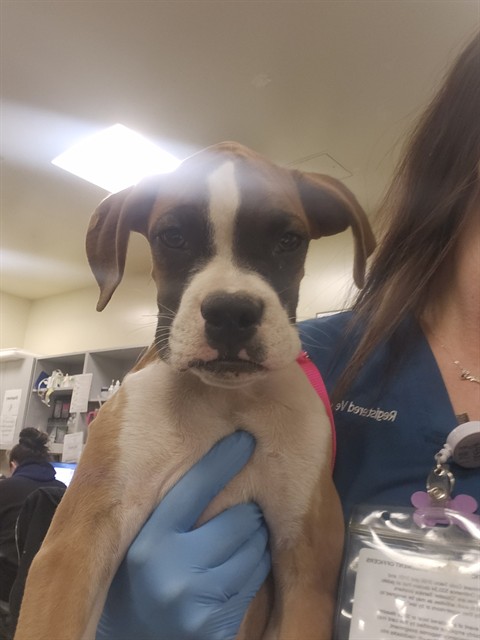 Shelter Stray Male Dog last seen ACACIA AND DARTMOUTH, 581 S Grand Ave, San Jacinto, CA 92582, USA