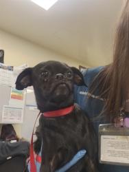 Shelter Stray Female Dog last seen STANFORD AND FLORIDA, 581 S Grand Ave, San Jacinto, CA 92582, USA