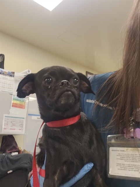 Shelter Stray Female Dog last seen STANFORD AND FLORIDA, 581 S Grand Ave, San Jacinto, CA 92582, USA