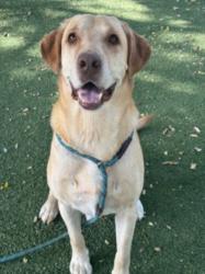 Shelter Stray Male Dog last seen , West Valley Animal Shelter, 20655 Plummer St, Chatsworth, CA 91311, USA