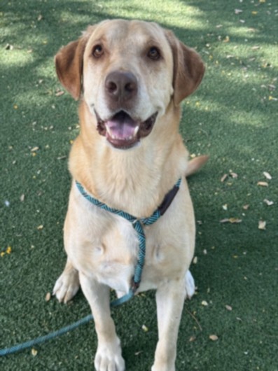 Shelter Stray Male Dog last seen , West Valley Animal Shelter, 20655 Plummer St, Chatsworth, CA 91311, USA