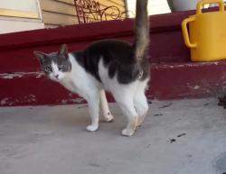 Reunited Male Cat last seen W bake st, Hortonville, WI 54944