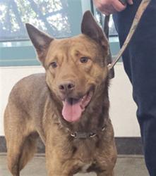 Shelter Stray Male Dog last seen , West Valley Animal Shelter, 20655 Plummer St, Chatsworth, CA 91311, USA