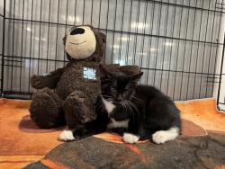 Shelter Stray Male Cat last seen , 14409 Vanowen St, Van Nuys, CA 91405, USA