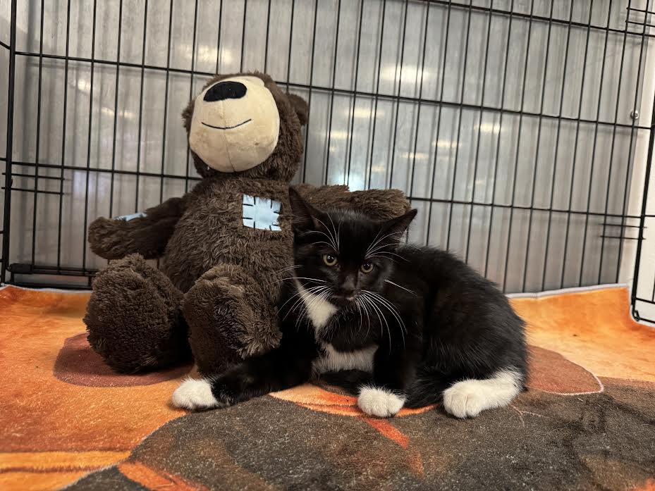 Shelter Stray Male Cat last seen , 14409 Vanowen St, Van Nuys, CA 91405, USA