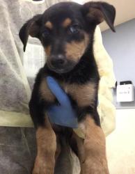 Shelter Stray Female Dog last seen Near BLOCK SANTA ROSA MINE RD, PERRIS CA, 6851 Van Buren Boulevard, Jurupa Valley, CA 92509, USA