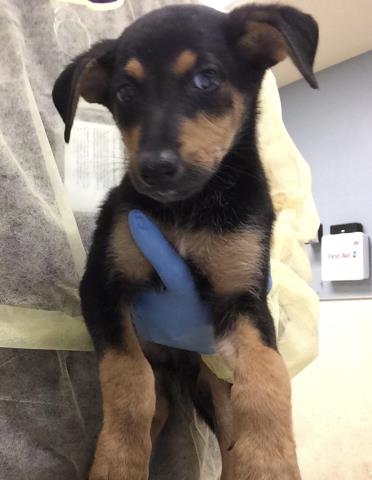 Shelter Stray Female Dog last seen Near BLOCK SANTA ROSA MINE RD, PERRIS CA, 6851 Van Buren Boulevard, Jurupa Valley, CA 92509, USA