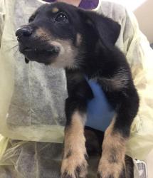 Shelter Stray Female Dog last seen Near BLOCK SANTA ROSA MINE RD, PERRIS CA, 6851 Van Buren Boulevard, Jurupa Valley, CA 92509, USA