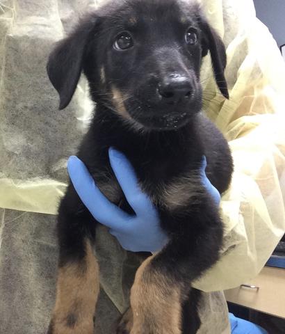 Shelter Stray Male Dog last seen Near BLOCK SANTA ROSA MINE RD, PERRIS CA, 6851 Van Buren Boulevard, Jurupa Valley, CA 92509, USA