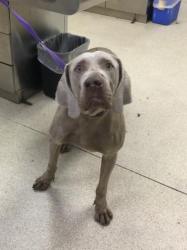 Shelter Stray Male Dog last seen MARKHAM ST\ DECKER RD MEAD VALLEY, CA 92570, 6851 Van Buren Boulevard, Jurupa Valley, CA 92509, USA