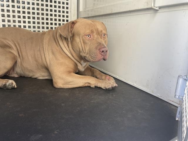 Shelter Stray Male Dog last seen Near BLOCK UNIVERSITY AVE, RIVERSIDE, CA, 6851 Van Buren Boulevard, Jurupa Valley, CA 92509, USA