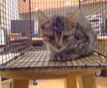 Shelter Stray Male Cat last seen FAIR OAKS BLVD/SHIRLEY AVE, 95608, 3839 Bradshaw Rd, Sacramento, CA 95827, USA