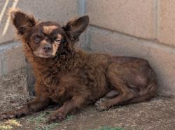 Shelter Stray Male Dog last seen , 4275 Elton St, Baldwin Park, CA 91706, USA