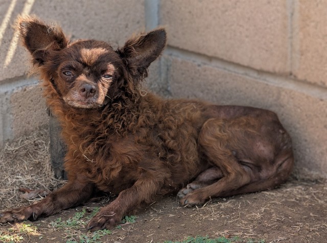 Shelter Stray Male Dog last seen , 4275 Elton St, Baldwin Park, CA 91706, USA