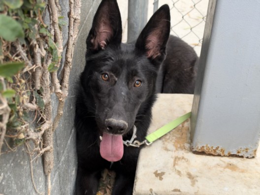 Shelter Stray Female Dog last seen , 1850 W 60th St, Los Angeles, CA 90047, USA