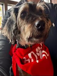 Shelter Stray Male Dog last seen , 957 N Gaffey St, San Pedro, CA 90731, USA