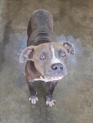 Shelter Stray Male Dog last seen , 1850 W 60th St, Los Angeles, CA 90047, USA