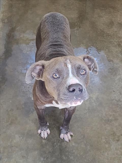 Shelter Stray Male Dog last seen , 1850 W 60th St, Los Angeles, CA 90047, USA