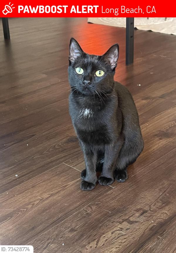 Lost Female Cat last seen Bellflower blvd and E Colorado St, Long Beach, CA 90814