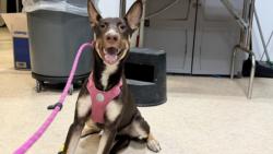 Shelter Stray Female Dog last seen , 957 N Gaffey St, San Pedro, CA 90731, USA