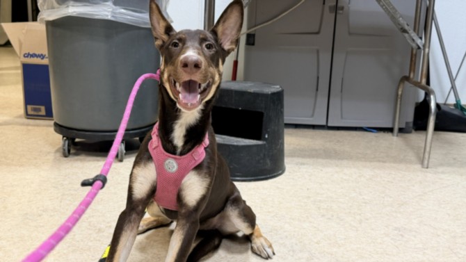 Shelter Stray Female Dog last seen , 957 N Gaffey St, San Pedro, CA 90731, USA