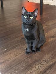 Lost Female Cat last seen Bellflower blvd and E Colorado St, Long Beach, CA 90814