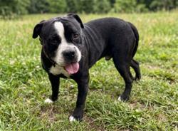 Shelter Stray Male Dog last seen , 957 N Gaffey St, San Pedro, CA 90731, USA