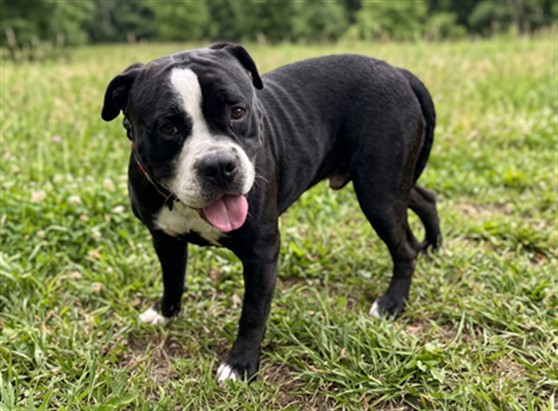 Shelter Stray Male Dog last seen , 957 N Gaffey St, San Pedro, CA 90731, USA