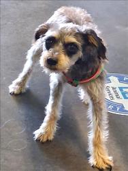 Shelter Stray Female Dog last seen , 1850 W 60th St, Los Angeles, CA 90047, USA