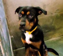 Shelter Stray Female Dog last seen , 1850 W 60th St, Los Angeles, CA 90047, USA