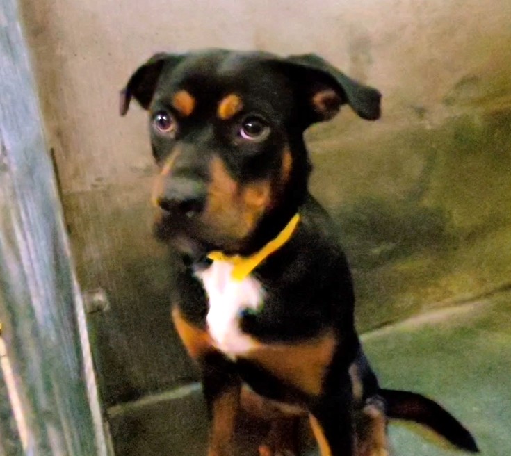 Shelter Stray Female Dog last seen , 1850 W 60th St, Los Angeles, CA 90047, USA